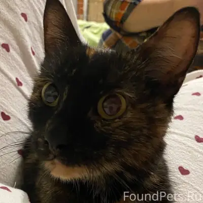 Найдена кошка у "Пятерочки" на...