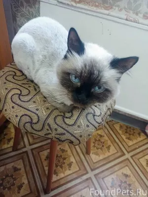 Тольятти. Прошу, помогите купи...