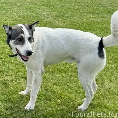 17.08.25 пропала собака в...