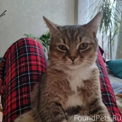 Пропал кот, зовут Перси. Выпал...