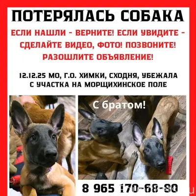 Пропал щенок! Рыжая с черной маской на морде. 