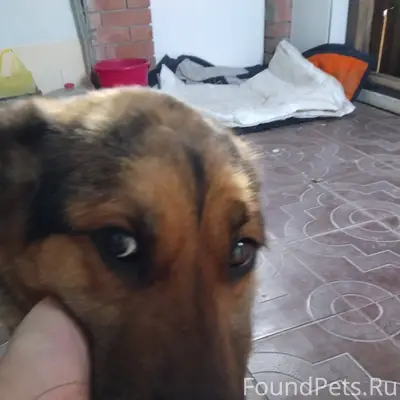 Найдена собака девочка, в хоро...