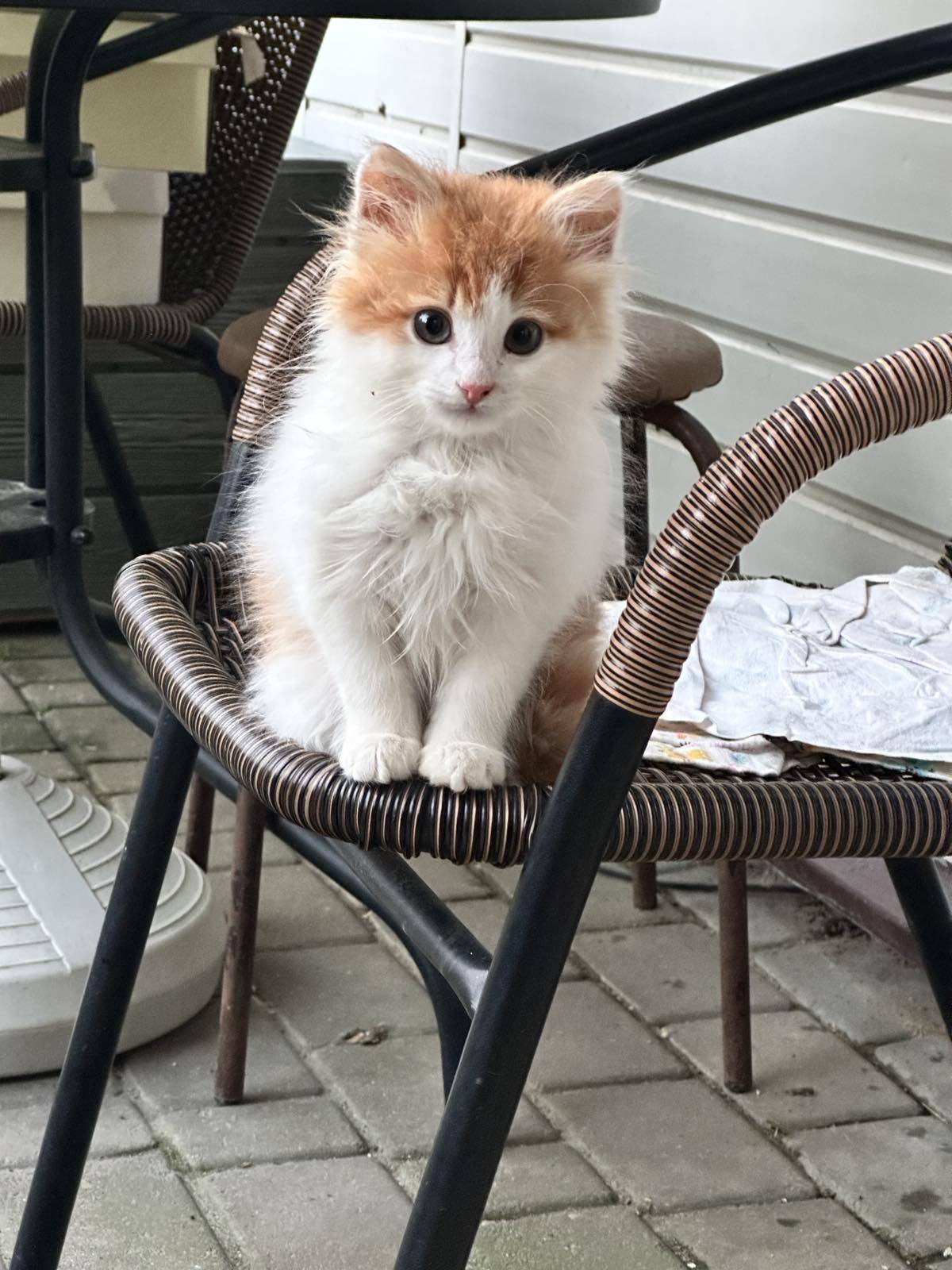 Пропал Котенок Рыжик