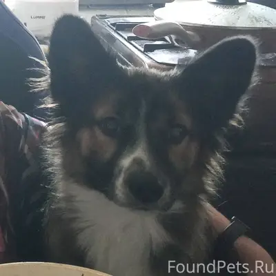 Потерялась собака в районе ул ...