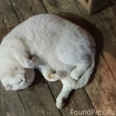 Пропал кот,долго не приходит д...