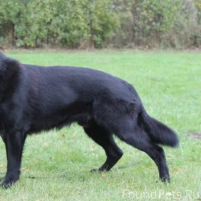 ПРОПАЛА СОБАКА! 10го декабря, ...