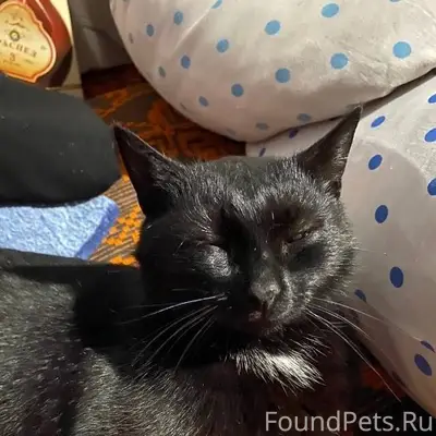 Пропала кошка черного окраса п...