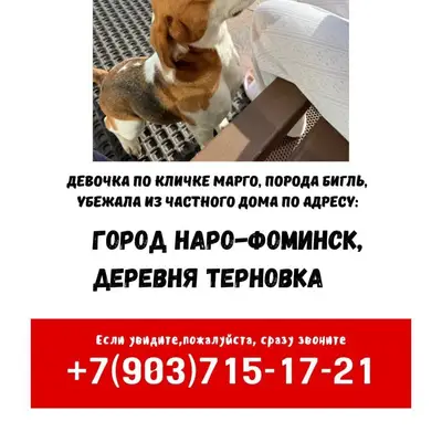 ‼️ПРОПАЛА СОБАКА‼️ Убежала из ...