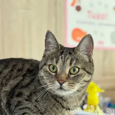 Пропала кошка