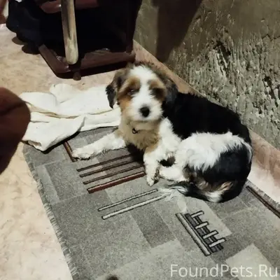 Найдена собака, район кинотеат...