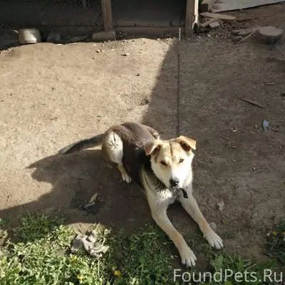 Пропал пёс по клички Барон 😔😔😔...