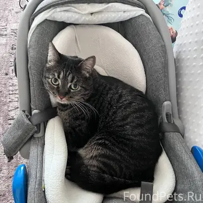 🆘ПОТЕРЯЛСЯ КОТ!!! 🆘 😭😭😭Пожалуй...