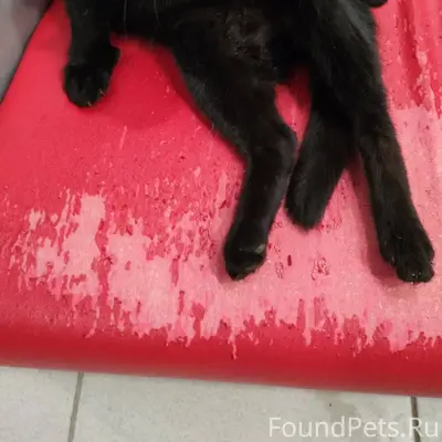 Чей кот? Находится по адресу О...