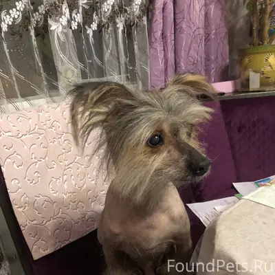 Внимание, потеряшка!!! На Ул. ...