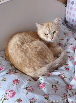 Друзья! У нас убежал 🐈. ПОМОГИ...