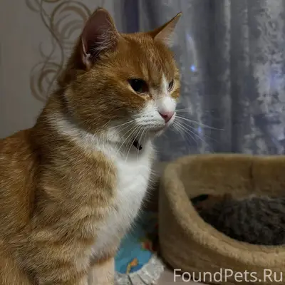 Пропал кот в районе Спортивной...