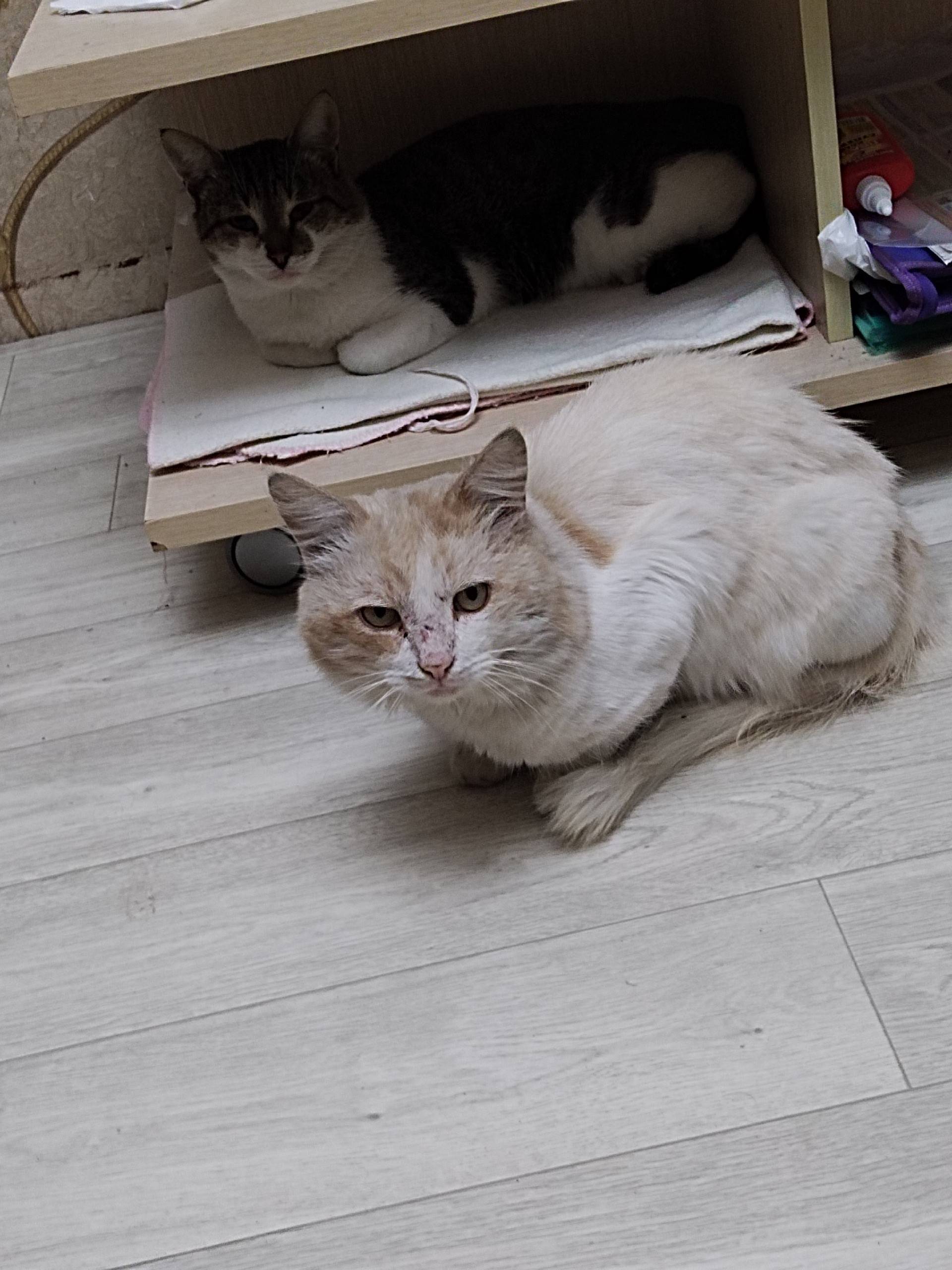 Пропал кот кличка Малыш если к...