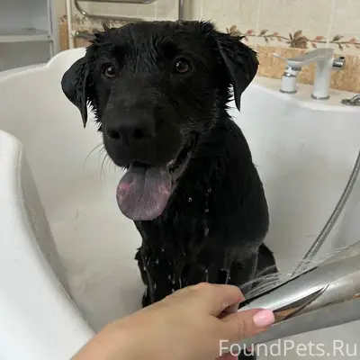 Добрый вечер! Убежала собака, ...