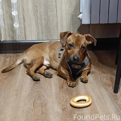 Породистый мальчик-такса, найд...