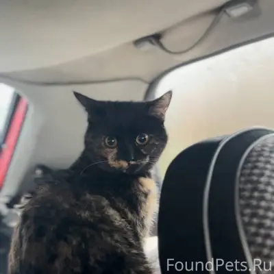 СРОЧНО ИЩЕМ СТАРЫХ/НОВЫХ ХОЗЯЕ...