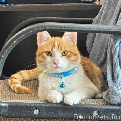 Пропал кот на улице космонавто...