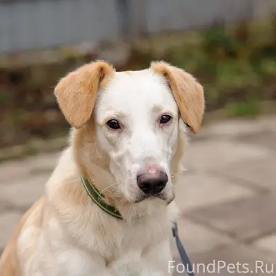 Московская обл, Коломна. #вуди...