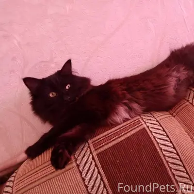 Пропал кот, любимец семьи 💞💞💞....