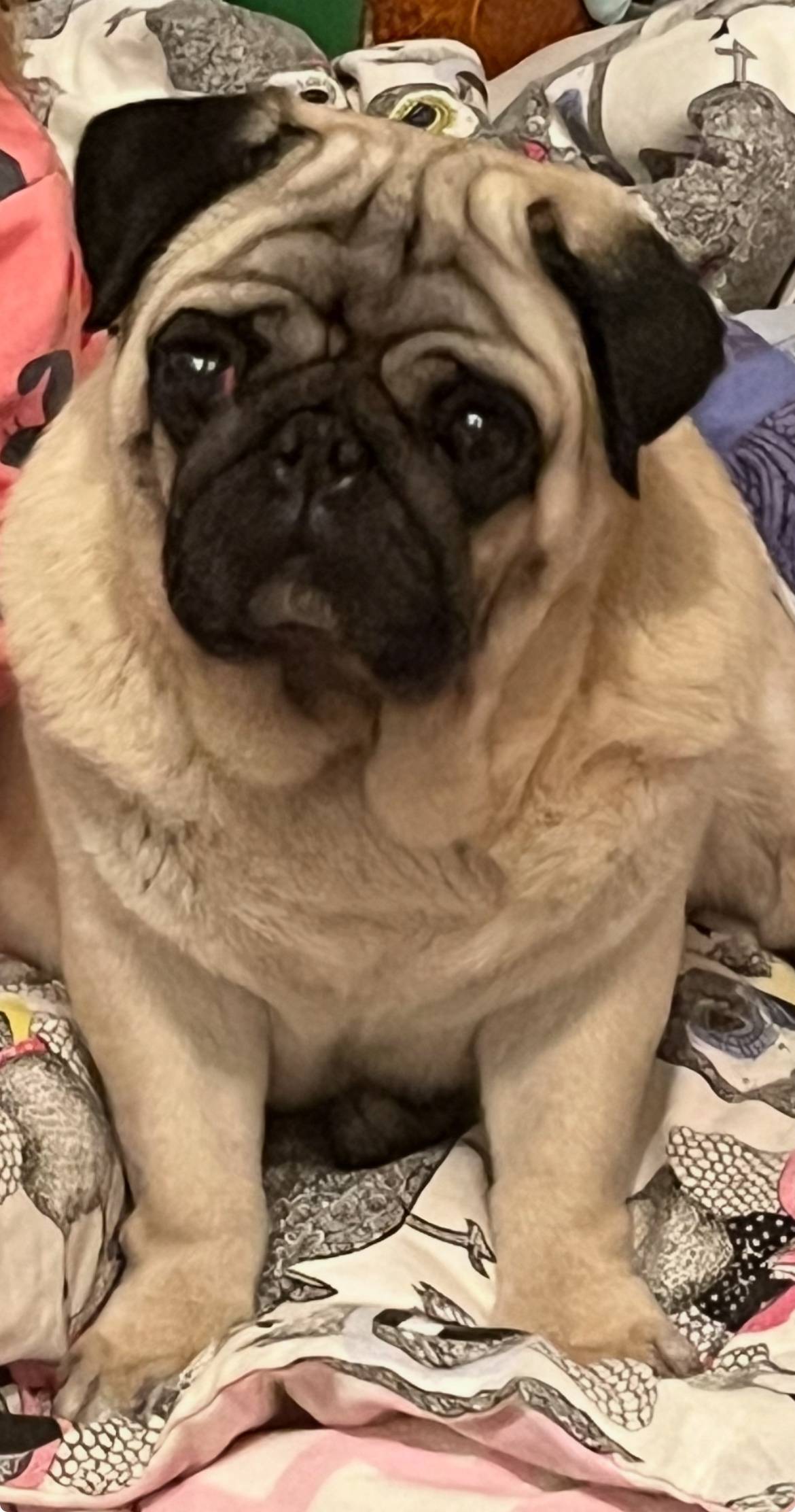 Пропал мопс по кличке Шершуля....