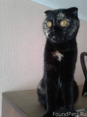 Пропала кошка. Кличка Пуся. Оч...