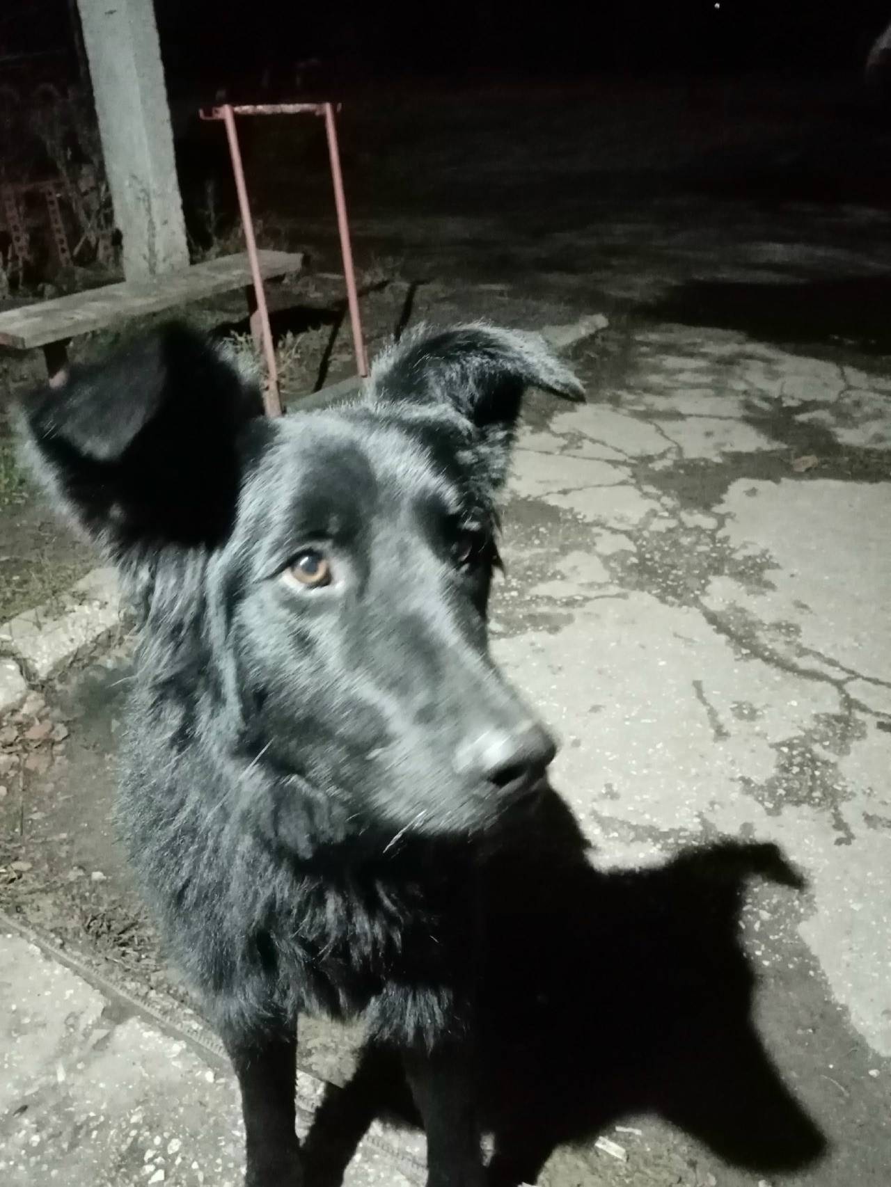 БЕЗЕНЧУК, очередной 🆘🆘🆘Собака,...