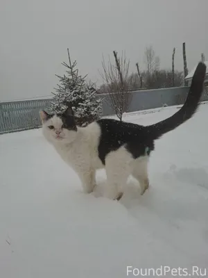 ПРОПАЛ КОТ! · Когда пропал: вч...