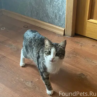 Здравствуйте. Пропал котенок, ...