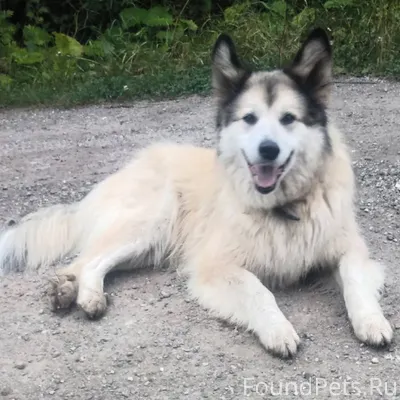 ВНИМАНИЕ! ПРОПАЛА СОБАКА! Наш ...