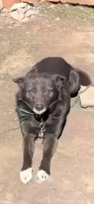 Пропала собака в районе Гоголе...