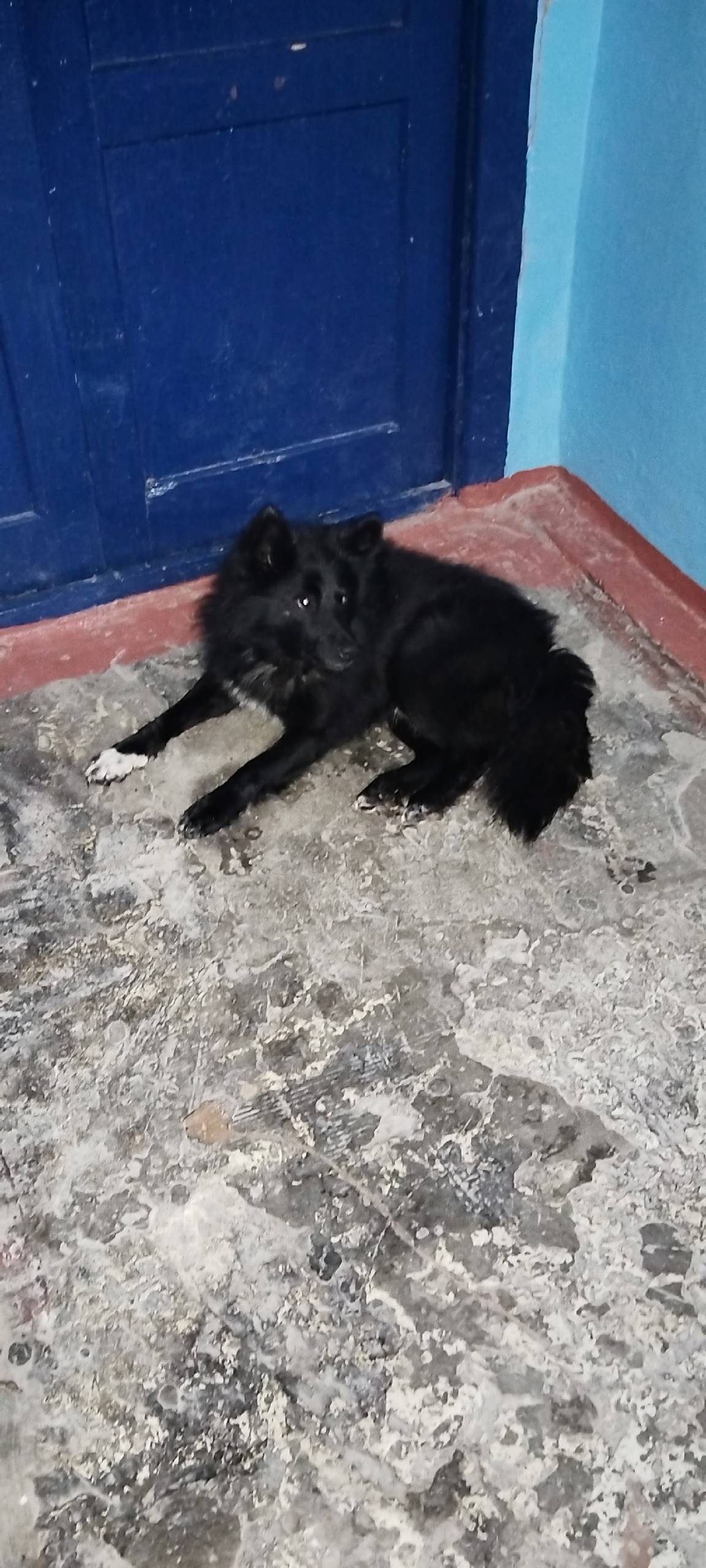 Найдена собака в подъезде на п...