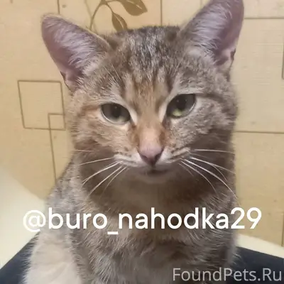 Найдена кошка, район Садовая 1...