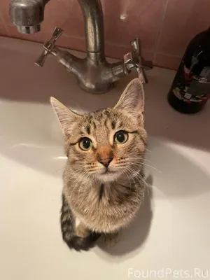 Здравствуйте!!!! Пропала кошка...