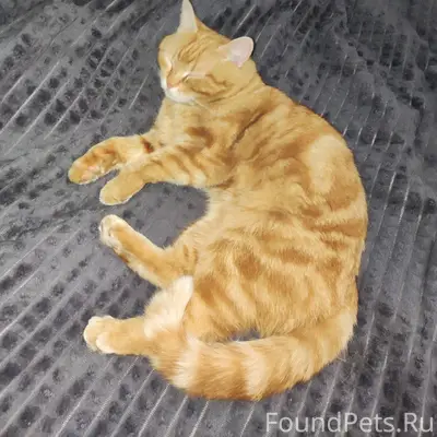 Пропал кот может кто то видел....