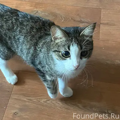 Здравствуйте. Пропал котенок, ...