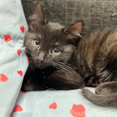 Найден котенок возле дома Урал...