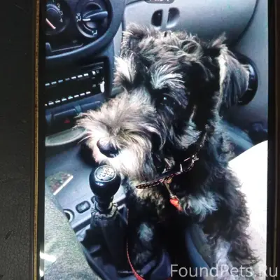 Пропала собака. Кобель, цвергш...