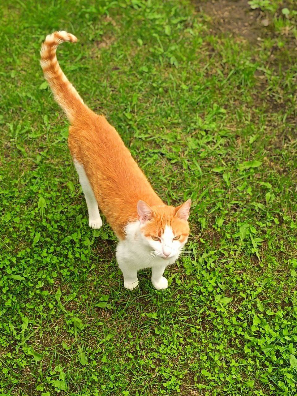 Пропал кот Ларик