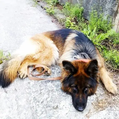 ❗СОБАКА В БЕДЕ ️❗️ Уважаемые г...