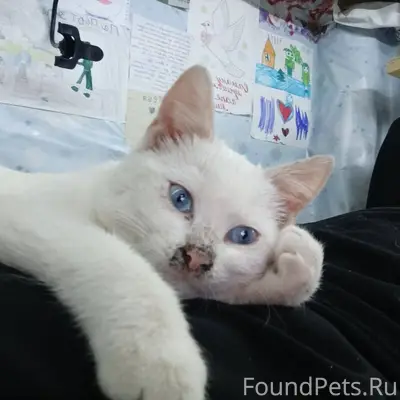 ‼️‼️‼️‼️Пропала кошка,в районе...