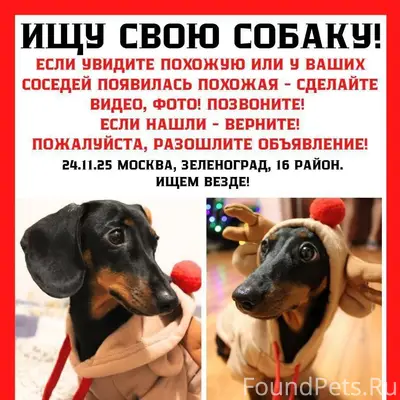 СРОЧНО! Пропала собака в Зелен...