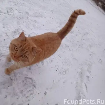 Очаровательный котик (или кошк...