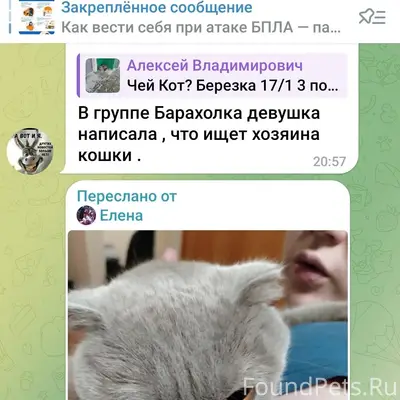 Найден кот в ЖК Ботаничпский с...