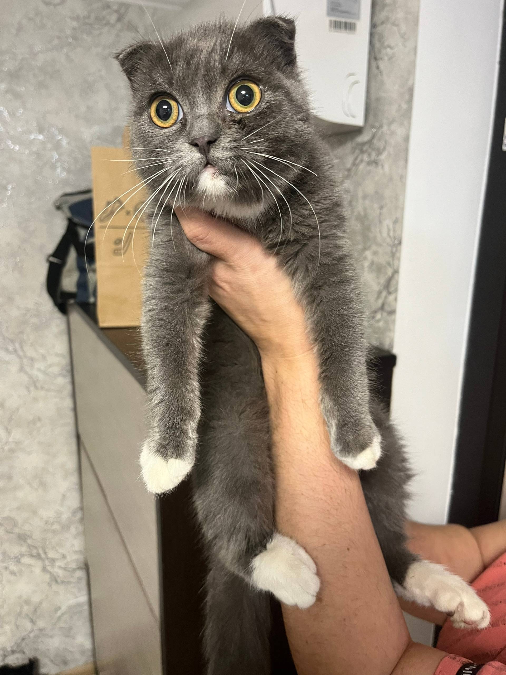 Потеряшка Найдена кошка район ...