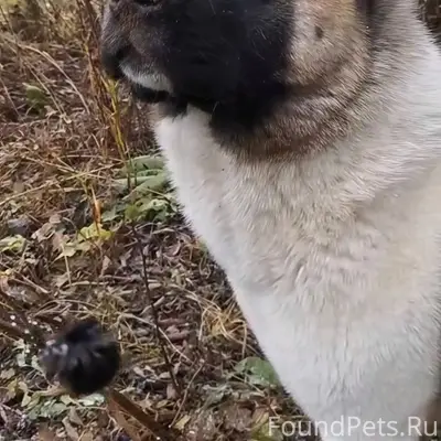 ❗️29 ноября 2025 в районе дере...