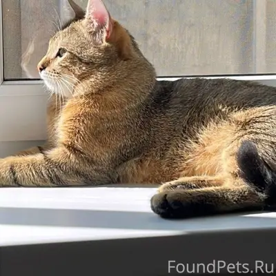 Пропал кот Район Урицкого-Кроп...